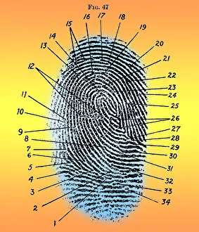 Classification Prints: Fingerprint Diagram, 1940