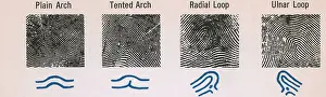 Plain Prints: Fingerprint Patterns