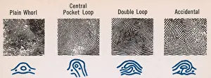 Whorl Prints: Fingerprint Patterns