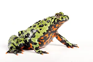 Fire Prints: Fire Bellied Toad (Bombina orientalis)
