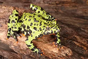 Background Prints: Fire Bellied Toad (Bombina orientalis)