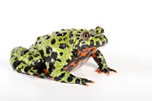 Fire Prints: Fire Bellied Toad (Bombina orientalis)