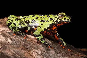 Background Prints: Fire Bellied Toad (Bombina orientalis)