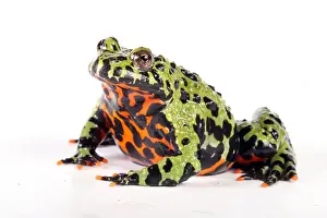 Fire Prints: Fire Bellied Toad (Bombina orientalis)