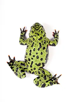 Trending: Fire Bellied Toad (Bombina orientalis)