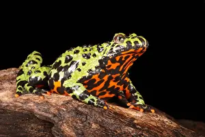 Frog Prints: Fire Bellied Toad (Bombina orientalis)