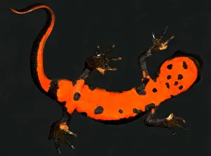 Bright Prints: Fire Belly Newt
