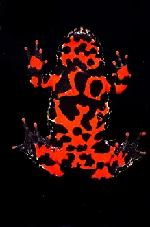 Bright Prints: Fire Belly Toad