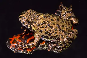 Bright Prints: Fire Belly Toad