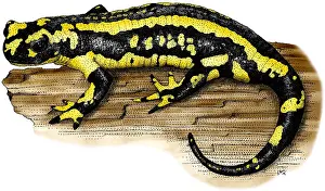 Fire Prints: Fire Salamander