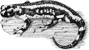 Fire Prints: Fire Salamander