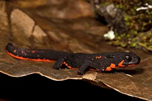 Aposematism Prints: Firebelly Newt (Cynops pyrrhogaster)