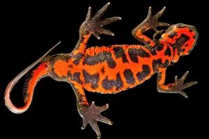 Aposematic Prints: Firebelly Newt (Cynops pyrrhogaster)