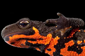 Aposematic Prints: Firebelly Newt (Cynops pyrrhogaster)