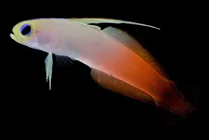 Community Prints: Firefish