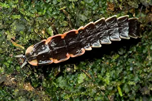 Beetle Prints: Firefly Larva