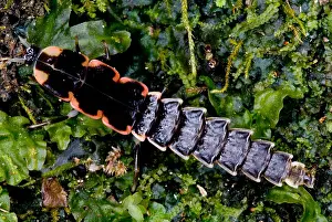 Beetle Prints: Firefly Larva