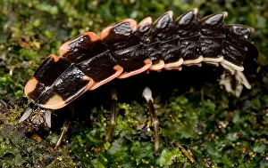 Beetle Prints: Firefly Larva