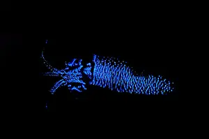 Fireflies Prints: Firefly Squid