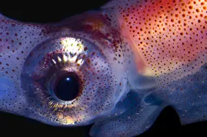 Fireflies Prints: Firefly Squid