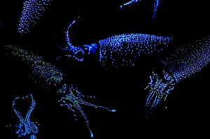 Fireflies Prints: Firefly Squid
