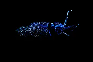 Fireflies Prints: Firefly Squid