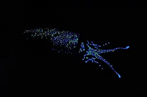 Fireflies Prints: Firefly Squid