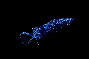 Fireflies Prints: Firefly Squid