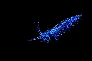 October Prints: Firefly Squid