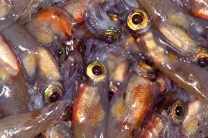 Fishery Prints: Firefly Squid