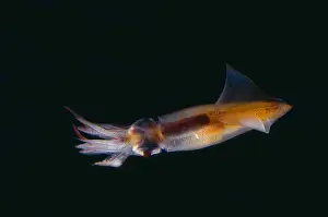 October Prints: Firefly Squid