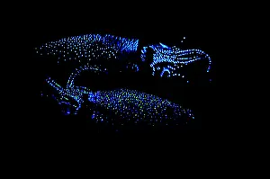 Deep Sea Prints: Firefly Squid