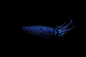 Deep Sea Prints: Firefly Squid