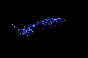 Deep Prints: Firefly Squid