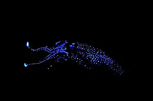 Deep Prints: Firefly Squid