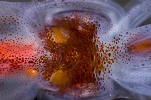 Deep Prints: Firefly Squid