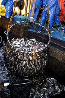 Commercial Prints: Firefly Squid processing