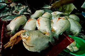 Market Prints: Fish in Belen Market
