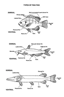 Type Prints: Fish Fin Types, Illustration