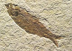 Geologic Prints: Fish fossil