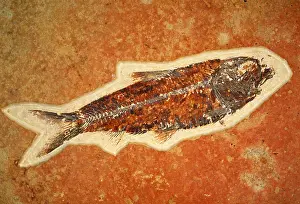 Cenozoic Prints: Fish fossil