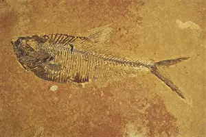 Freshwater Prints: Fish Fossil