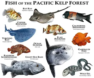 California Prints: Fish of the Pacific Kelp Forest