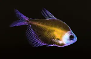 Skeleton Prints: Fish Skeleton