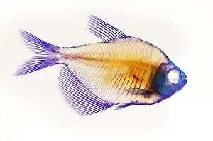 Skeleton Prints: Fish Skeleton