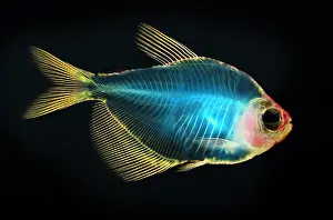 Skeleton Prints: Fish Skeleton