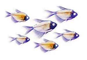 X Rays Prints: Fish Skeletons