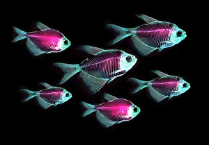 Composite Prints: Fish Skeletons