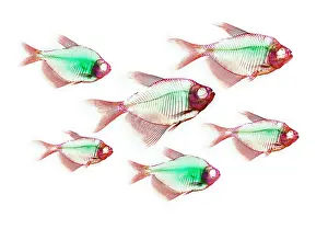 Fish Prints: Fish Skeletons