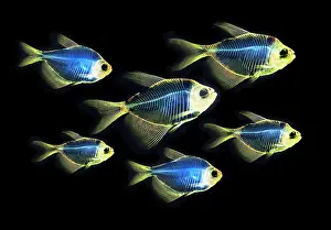 Skeleton Prints: Fish Skeletons